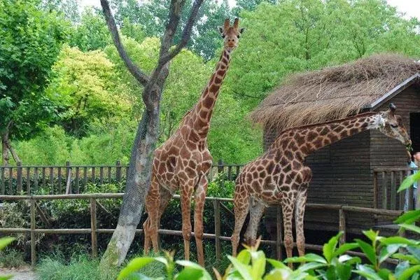 上海野生動物園一日游攻略 附游玩路線及必打卡景點