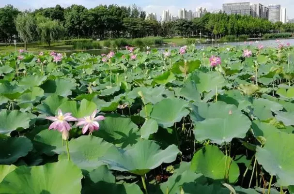 上海賞荷花最好的地方2022
