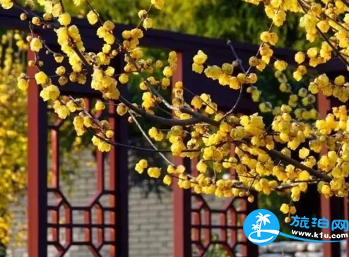 2018上海元宵節賞花有哪些(時間+地址+交通) 2018上海元宵節賞花有哪些(時間+地址+交通)