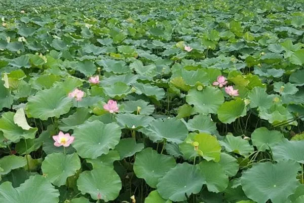 襄陽荷花湖門票多少錢一張