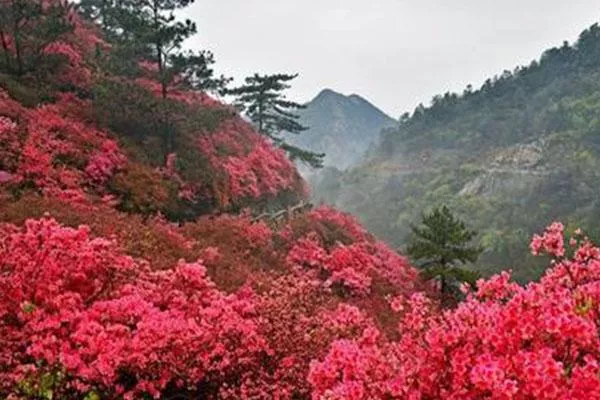 武漢木蘭云霧山杜鵑花什么時候開 附賞花門票地點及路線