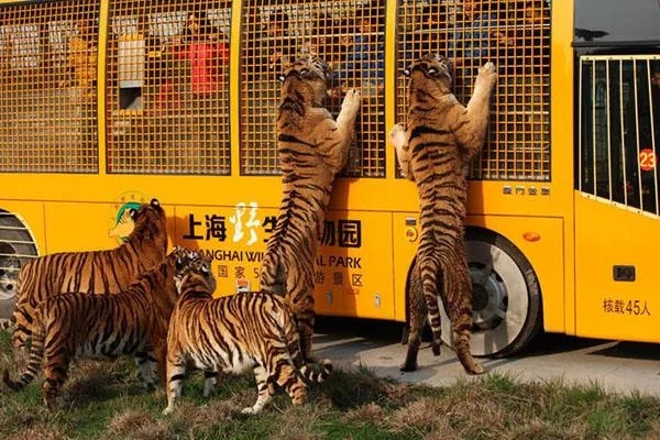 上海野生動物園一日游攻略 附游玩路線及必打卡景點