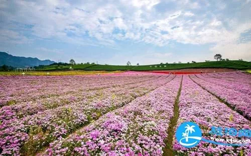 2018上海元宵節賞花有哪些(時間+地址+交通) 2018上海元宵節賞花有哪些(時間+地址+交通)