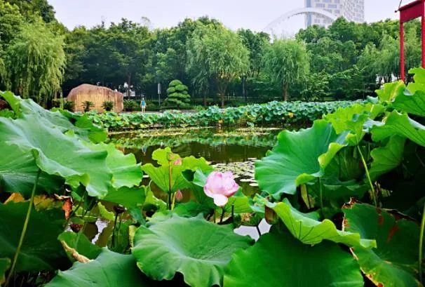 上海賞荷花最好的地方2022