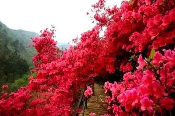 武漢木蘭云霧山杜鵑花什么時候開 附賞花門票地點及路線