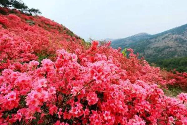 武漢木蘭云霧山杜鵑花什么時候開 附賞花門票地點及路線