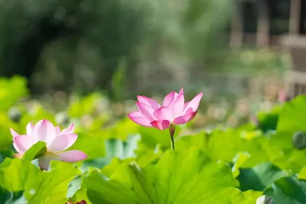 2022上海哪些公園有荷花 哪個公園賞荷花最好