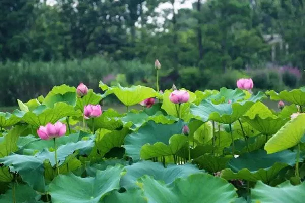 2022上海哪些公園有荷花 哪個公園賞荷花最好