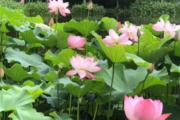 上海賞荷花最好的地方2022