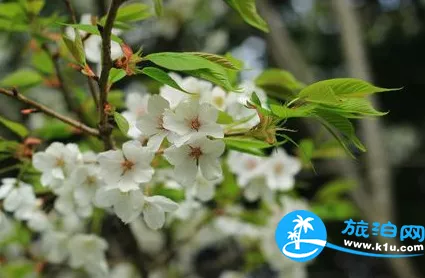 2018上海元宵節賞花有哪些(時間+地址+交通) 2018上海元宵節賞花有哪些(時間+地址+交通)