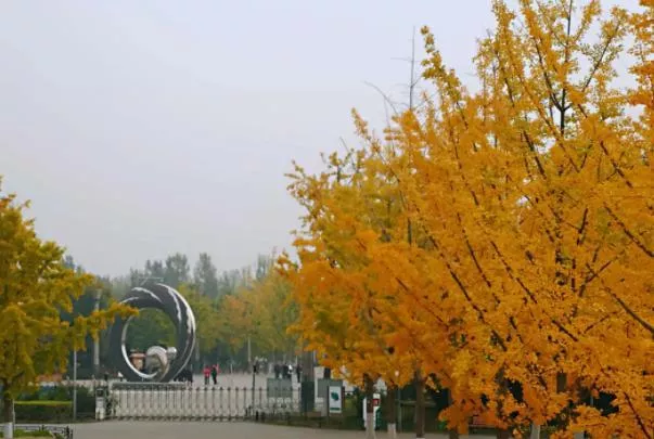 北京市區內看紅葉最佳地點