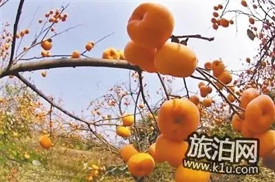 2021年冬季廣東采摘地方推薦