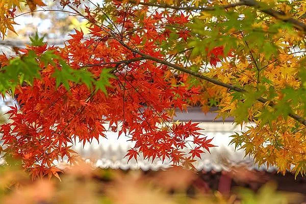 第二十屆廣東從化流溪梅花節暨2021流溪紅葉節開放時間