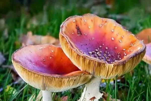 云南大象遷徙消息 大象會不會吃到毒蘑菇