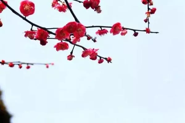 第二十屆廣東從化流溪梅花節暨2021流溪紅葉節開放時間