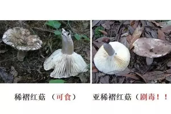 云南旅游注意事項 如何鑒別菌子是否有毒