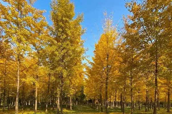 北京朝陽秋天小眾景點有哪些