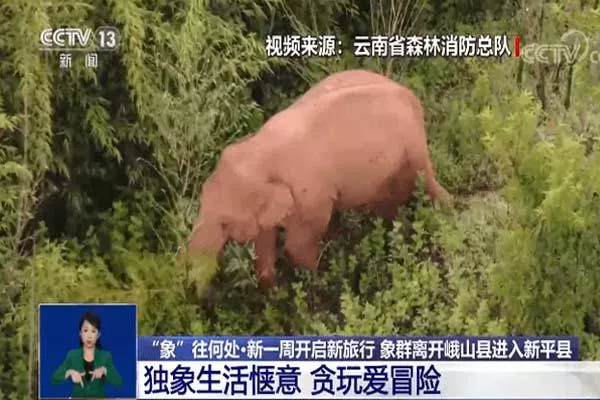 云南大象遷徙消息 大象會不會吃到毒蘑菇