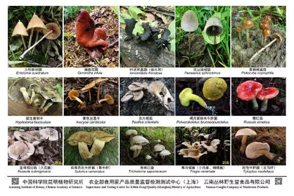 2021最新版云南常見毒菌大全 2021最新版云南常見毒菌大全