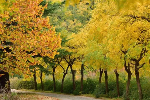 北京秋天哪個公園最美 最新絕美賞秋地點