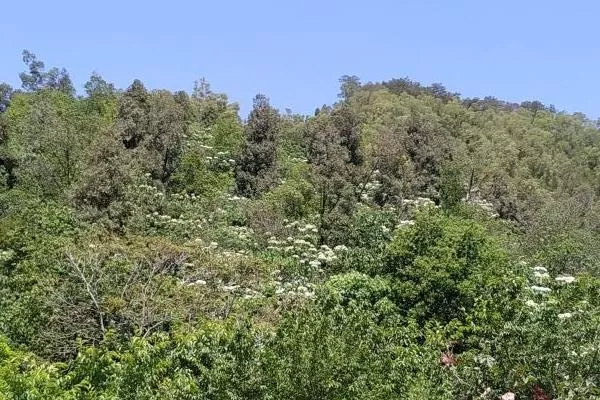 廈門天竺山游玩路線攻略