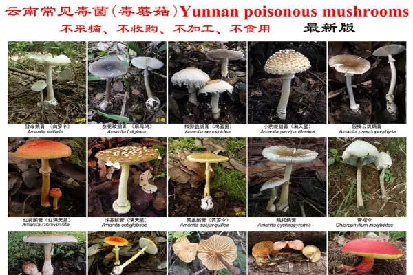 2021最新版云南常見毒菌大全 2021最新版云南常見毒菌大全