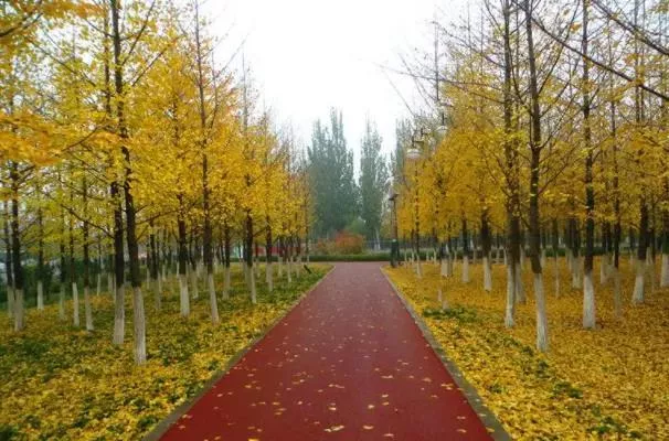 北京郊野公園秋景最好的地方有哪些