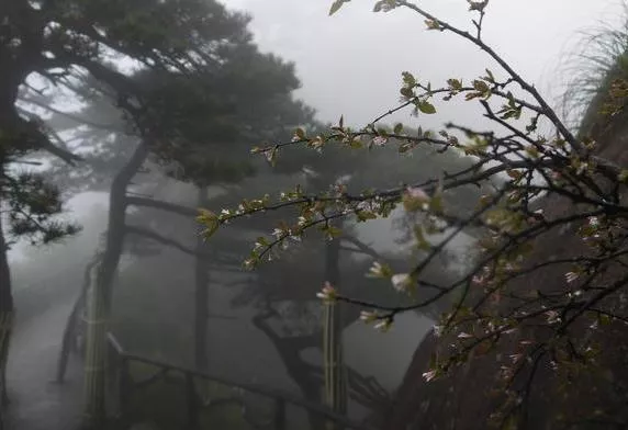 三清山旅游線路圖 三清山旅游地圖 三清山旅游線路圖 三清山旅游地圖