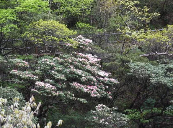 三清山旅游線路圖 三清山旅游地圖 三清山旅游線路圖 三清山旅游地圖