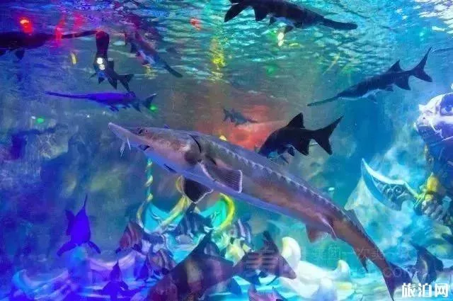 2019重慶幻太奇海洋館八月優惠活動+游樂項目