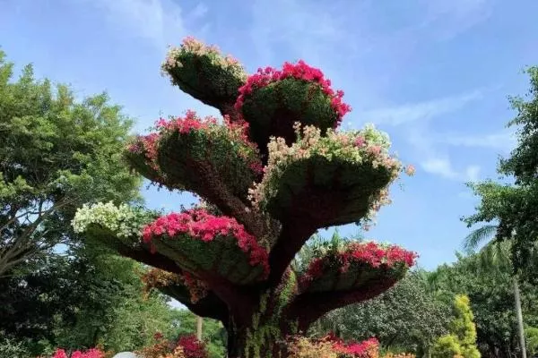 2020深圳簕杜鵑花展時間 深圳蓮花山簕杜鵑花展各展區介紹匯總