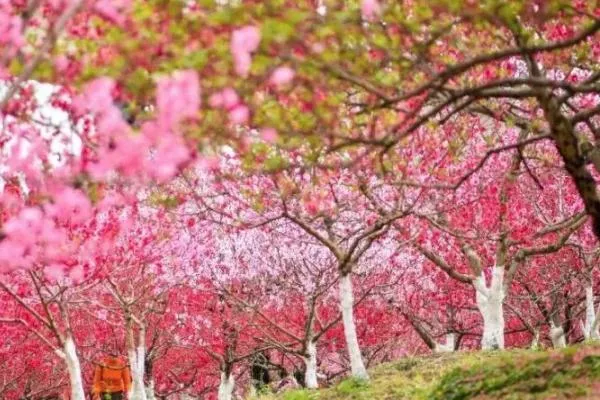 2022成都桃花故里桃花開了嗎 桃花故里賞花路線推薦