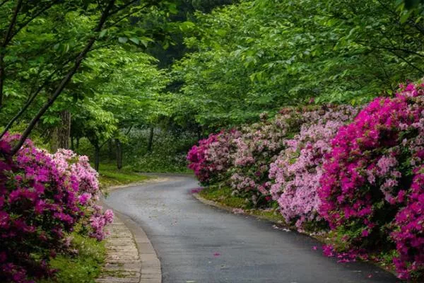 2022重慶看杜鵑花最美的地方