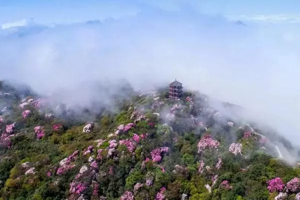 重慶看杜?
??花最美的地方 賞花攻略