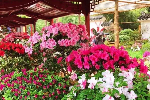 2020深圳簕杜鵑花展時間 深圳蓮花山簕杜鵑花展各展區介紹匯總