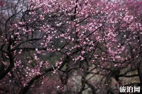 南京梅花節2019活動攻略
