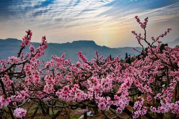 2022成都周邊看桃花的地方有哪些 熱門賞花景點