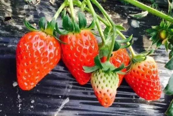 上海奉賢摘草莓的地方有哪些