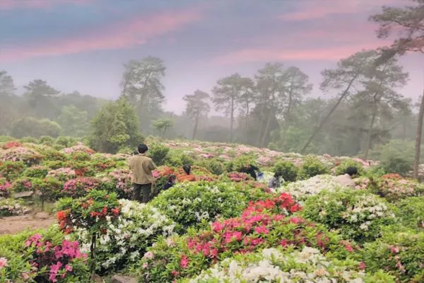 重慶南山放牛村杜鵑花的花期2022