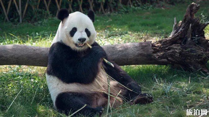 深圳野生動物園暑假門票有什么優惠+夜場看點