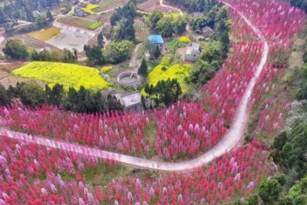2022成都三月看花的景點推薦 成都三月賞花去哪里