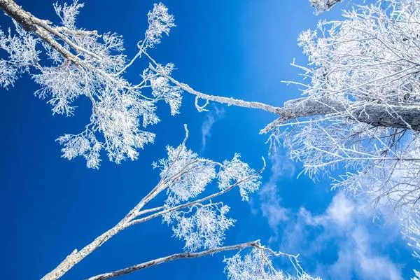 長春霧凇什么時候出現 12月~2月這幾個月份別錯過了