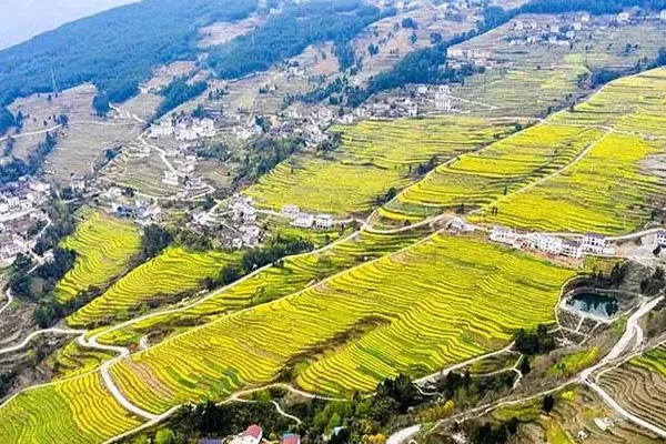 2022重慶豐都哪里可以看油菜花