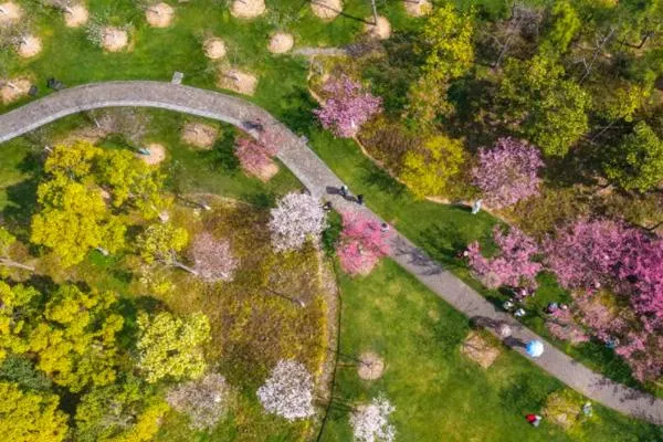 2022寧波植物園櫻花什么時候開 交通指南