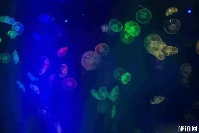 2019重慶幻太奇海洋館八月優惠活動+游樂項目