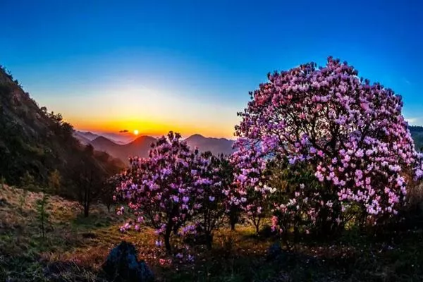 重慶看杜鵑花最美的地方 賞花攻略