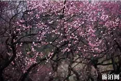 2019南京國際梅花節 時間+門票