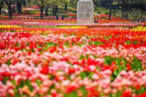成都花舞人間在什么地方 具體地址及交通指南
