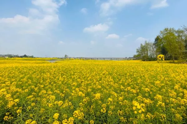 2022成都油菜花觀賞勝地推薦