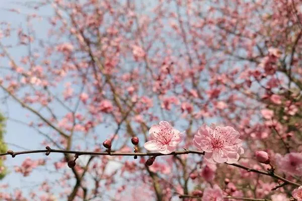 2022年3月成都賞花最好的地方